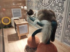 -BABIT巴比特宠物(MOMOPARK店)