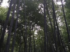 -天目湖南山竹海