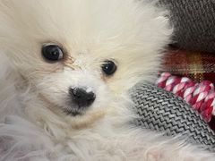 -天使宠物医院·犬猫分诊(彩虹店)