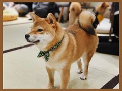 -逗柴咖啡屋·狗咖猫咖宠物桌游