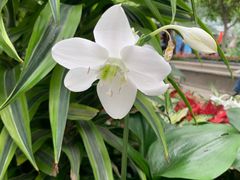 -北京植物园-展览温室