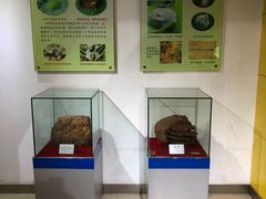 -上海昆虫博物馆