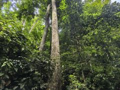 -西双版纳原始森林公园
