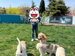 -趣玩宠物乐园寄养训犬训狗游泳池