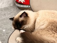 -创凡宠物医院·骨专科  猫科中心(西乡分院)