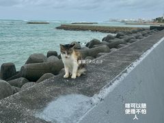 -美国村