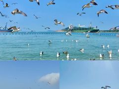 -海驴岛(荣成市)