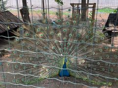 -意大利农场度假村