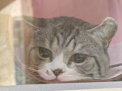 -动物缘宠物医院·骨科·猫科(西二环店)