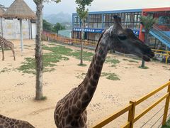 -西霞口神雕山野生动物世界