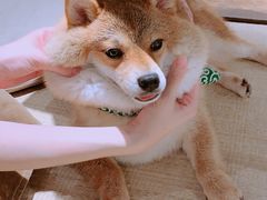 -逗柴咖啡屋·狗咖猫咖宠物桌游