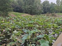 -同里国家湿地公园