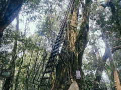 -云南屏边大围山国家公园