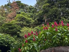 -深圳仙湖植物园