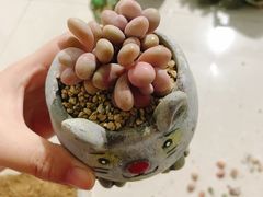 -中环花鸟鱼虫市场