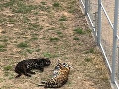 -西霞口神雕山野生动物世界