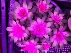 -花鸟鱼虫鲜花绿植市场(玉泉路店)