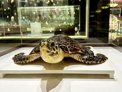 -青岛贝壳博物馆