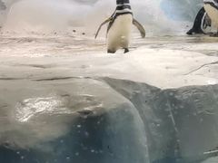 -上海海洋水族馆