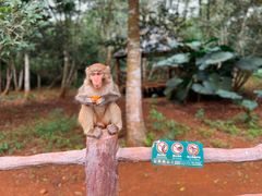 -海南热带野生动植物园