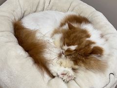 -More Fun猫咖 二十只万元加菲主题