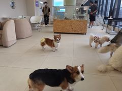 -怪兽屋·羊驼·猫咖·狗咖(俊华广场店)