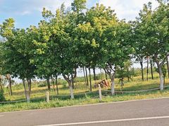 -敕勒川草原