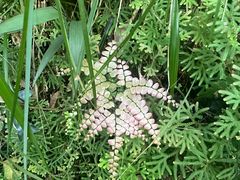 -广州白江湖森林公园