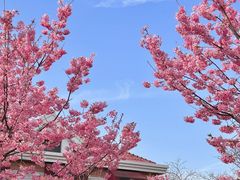 -顾村公园