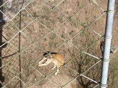 -西霞口神雕山野生动物世界