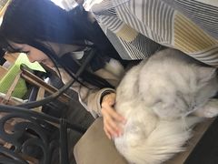 -吉丁鸟咖·异宠·寄养