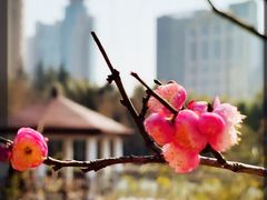 -新虹桥中心花园