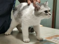 -伟伟宠物医院·瑞派猫友好医院·猫科(光谷店)