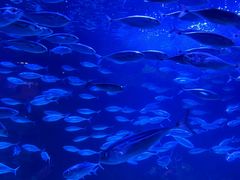 -太平洋海底世界