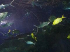 -太平洋海底世界