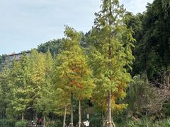 -重庆彩云湖湿地公园