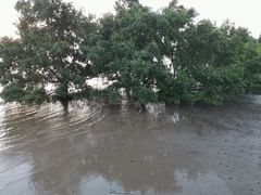 -宝安西湾红树林湿地公园