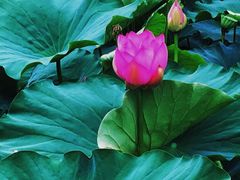 -承德避暑山庄景区