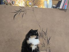 -楼上猫咖(罗湖店)