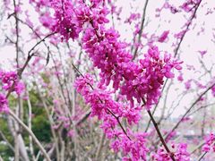 -高东镇樱花园