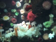 -瑞普利水族馆