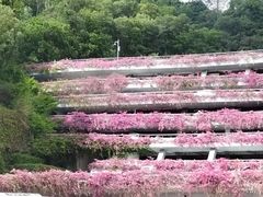 -深圳仙湖植物园