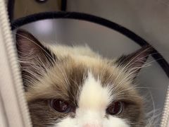 -瑞派康怡24h宠物医院·犬猫医疗中心·微创绝育(瑞景分院)