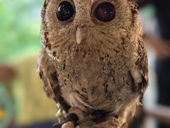 -清迈夜间动物园