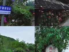 -西双版纳原始森林公园