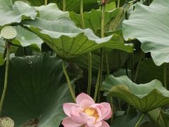 -龙头寺公园