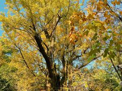 -西湖风景区十里琅珰-五云山