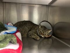 -佳雯宠物医院·皮肤科·内外科(春晓路分院)