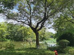 -西溪国家湿地公园