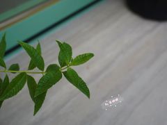 -尤加利咖啡馆